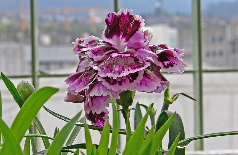 Colori sul terrazzo.